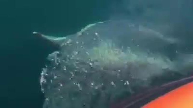 News_Dolphin baby and mother swim on British Coast