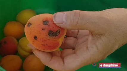 L'INVITÉ DU MATIN Abricots abîmés par la grêle : cet arboriculteur ardéchois en fait don aux associations