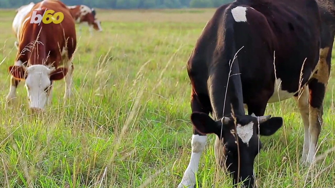 Relieving Stress with Cow Therapy Is Catching On