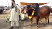 Sahiwal Cow in Lahore Cow and Bakra Mandi 2019 Pakistan
