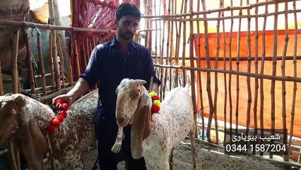 Shoaib ki ZABARDAST OFFER Bakra Mandi Pakistan Walo k Liye