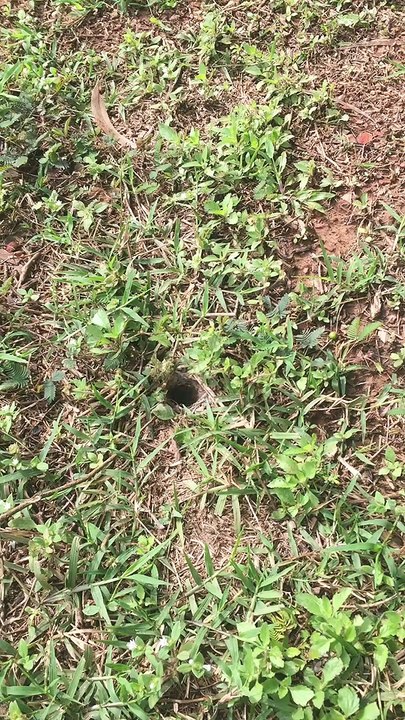 Hidden Tarantula in Backyard Hole