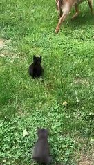 Cette chèvre se fait pourchasser par... des chatons.
