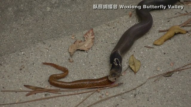 Ce serpent trop gourmand recrache son repas... Un autre serpent