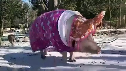 А я иду такая вся Дольче&Габана...