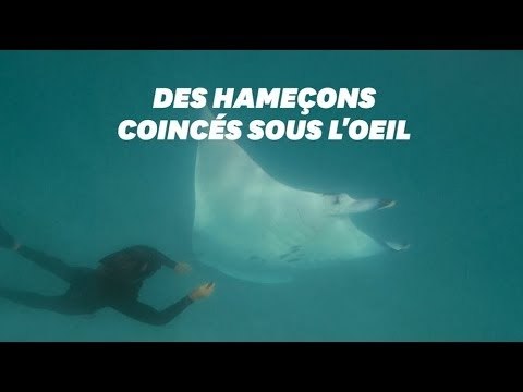 Cette raie manta s'est approchée de plongeurs pour une raison bien particulière