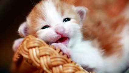 속초출장아로마≑속초출장안마 -후불100%ョØ1ØS2671S8135｛카톡ZHF526｝ 속초전지역출장안마 속초오피걸 속초출장마사지 속초안마 속초출장마사지 속초콜걸샵ヱヲン