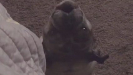 This Is One Cute Alarm Clock