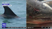 [이슈톡] 美 정부, 돌고래 살해범에 현상금 4400만원