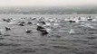 Witnessing Dozens Upon Dozens of Dolphins