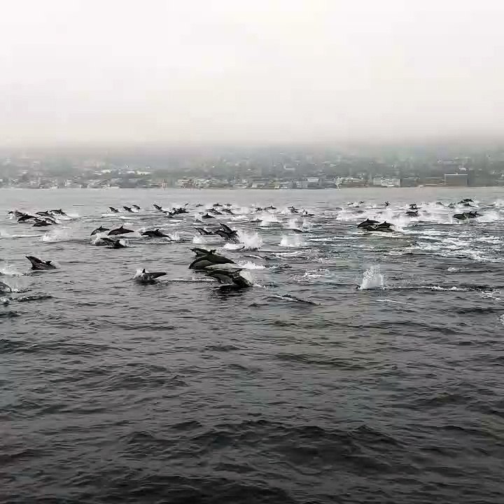 Witnessing Dozens Upon Dozens of Dolphins