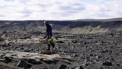 Iceland tries to bring back trees razed by the Vikings