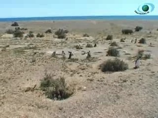 Argentine: La Réserve de Punta Tombo