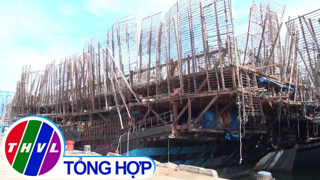 THVL | 1.000 tấn mực khô ở Quảng Nam được giải cứu