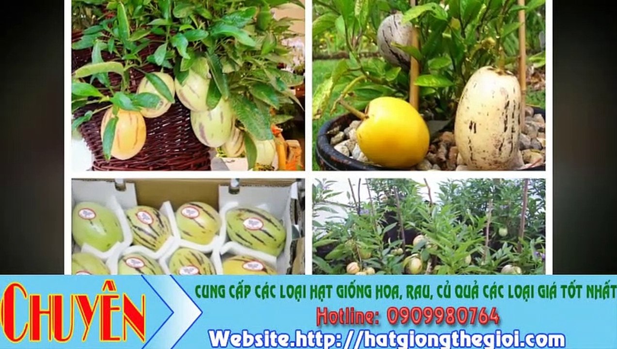 Cần bán hạt giống rau củ quả các loại