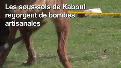 Des chiens s'entraînent à détecter des explosifs à Kaboul