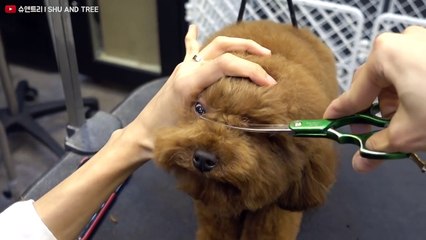 (구독자 50만 기념) 눈 털 정리