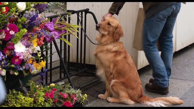 The Art of Racing in the Rain Movie Clip - First Impressions of Eve