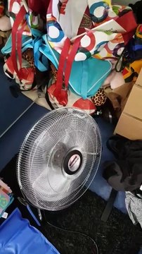 Ce chien sait comment lutter contre la canicule