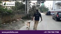 Dog Walkers in Hyderabad, Bangalore and Mumbai - Petsfolio.com