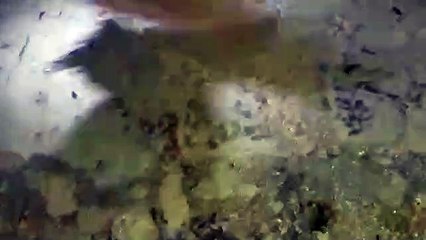 திருவள்ளூர் அருகே 7 அடி நீள மலைப்பாம்பு பிடிபட்டது-வீடியோ