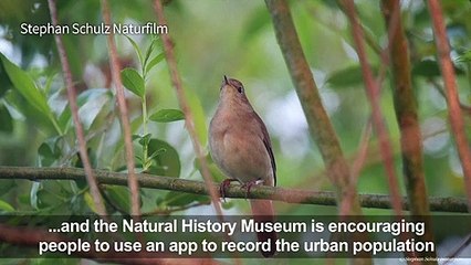 Sleepless in Berlin: Nightingales flock to city parks