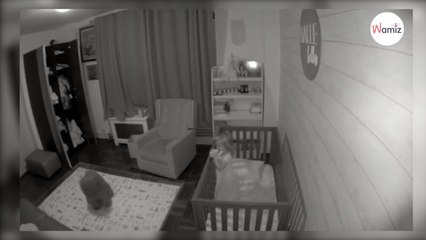 Ils voient leur chien entrer dans la chambre de leur bébé : ce que fait le toutou les marque pour toujours