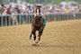 Bodexpress, Race Horse Steals the Show by Running without a Jockey