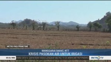 Kekeringan Hebat, 1.200 Ha Sawah di Kecamatan Komodo Gagal Tanam