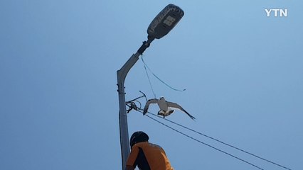 [제보영상] "갈매기 일병 구하기"···시민들의 힘으로 구해낸 갈매기 한 마리 / YTN