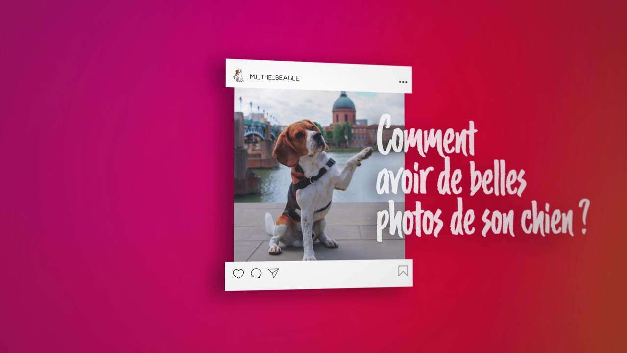 Les conseils de Noam et Diana (maîtres de MJ) pour avoir de belles photos de son chien