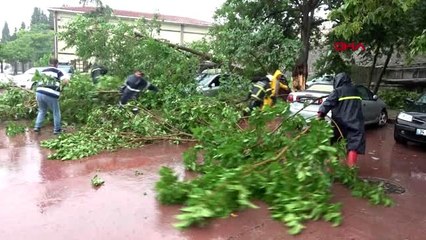 KOCAELİ AĞAÇ OTOMOBİLLERİN ÜZERİNE DEVRİLDİ