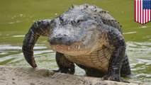 Flushing drugs down toilet could spawn meth gators, cops say