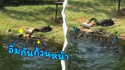 น่ารักได้ใจ พนักงานให้อาหารปลา หน้าตาคุ้น ๆ นะ