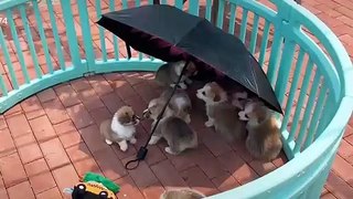 Cute Corgi Puppy Videos - Corgi Puppies Running In Slow Motion - Funny Videos Of Puppies And Dogs