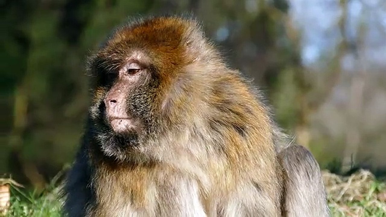Ape