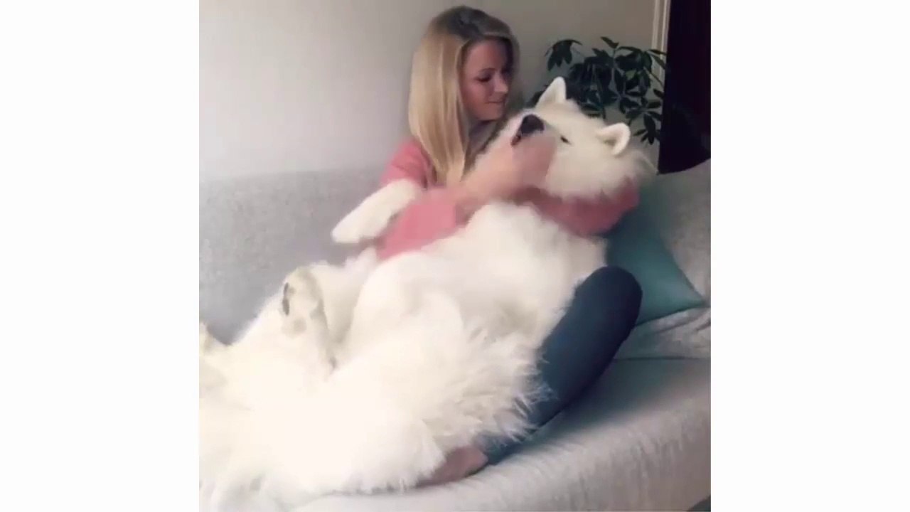 Cute dogs doing human things - Cute and funny videos of dogs - Puppies TV