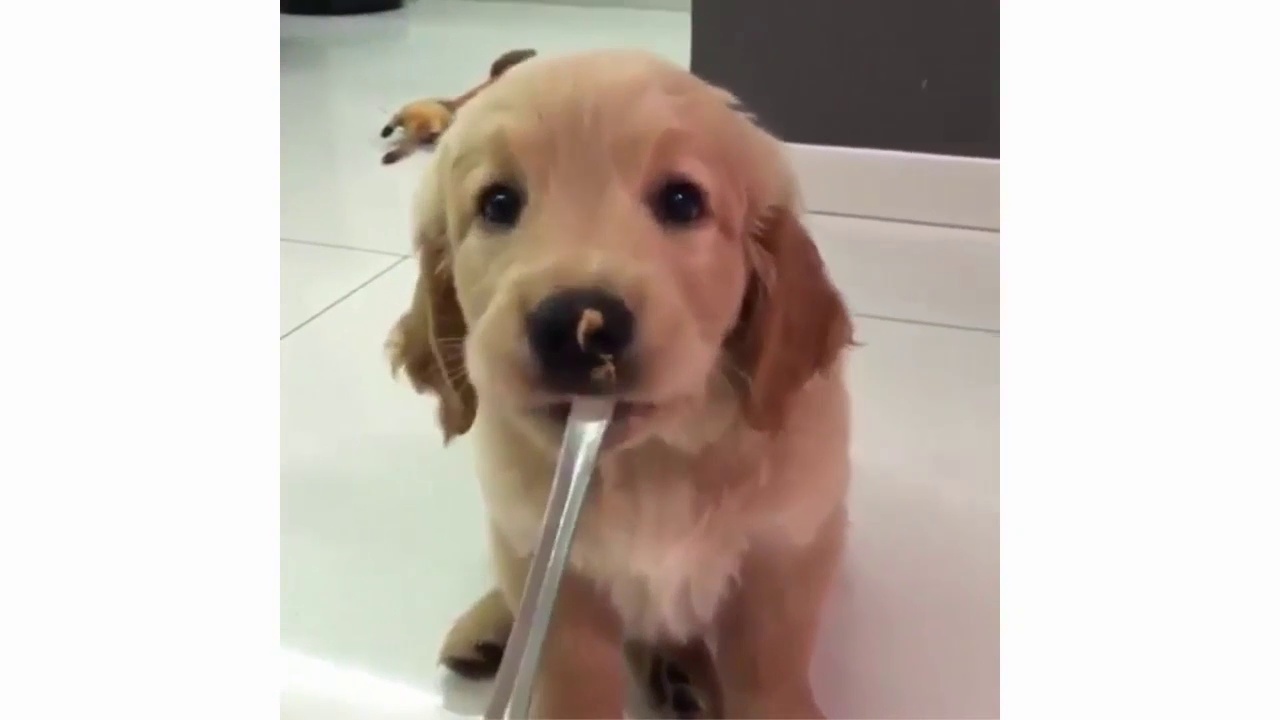 Cute Golden Retriever Puppies Compilation – Labrador Puppies Funny Compilation