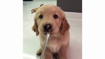 Cute Golden Retriever Puppies Compilation - Labrador Puppies Funny Compilation