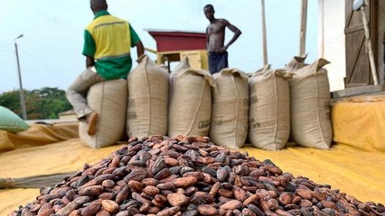 Ghana - Ivory Coast lift ban on cocoa sales