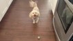 Dog Taps Paws Adorably Waiting for Owner to Play a Game of Fetch