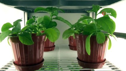 Endemik bitkiler, Türkiye’nin ilk Doku Kültürü Laboratuvarı’nda üretildi