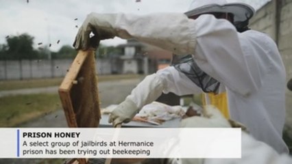 Inmates get buzz out of bee-keeping