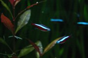 The best Freshwater Fishes for your Home Aquarium