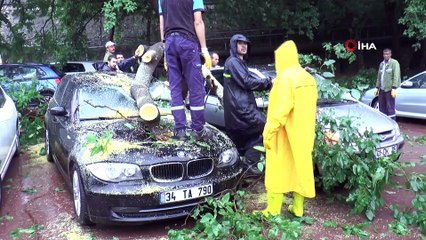 Şimşek düşen ağaç 4 otomobilin üstüne devrildi