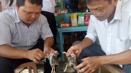 VIETNAM LIFE | POOR BIRDS..!