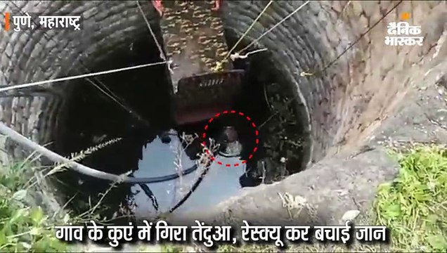 गांव के कुएं में गिरा तेंदुआ, रेस्क्यू कर बचाई जान