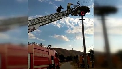 Dünyaya geldiği yuvada mahsur kalan leylek, özgürlüğüne kavuştu