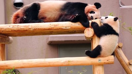 Let's climb! Little baby panda Ayahama with cute buttocks