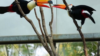 Beautiful birds of the toucan between birds
